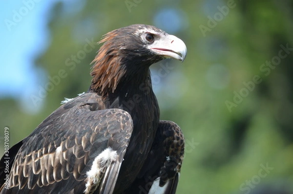 Fototapeta closeup Australian wedge tail eagle portrait sharp beak