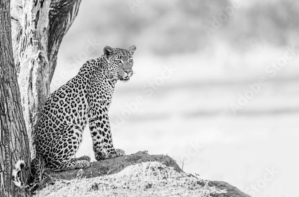 Obraz leopard in tree