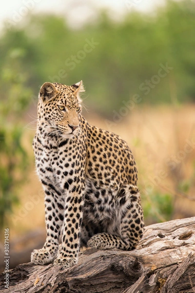 Obraz Leopard in a tree