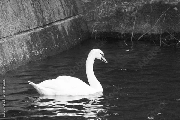 Fototapeta 白鳥
