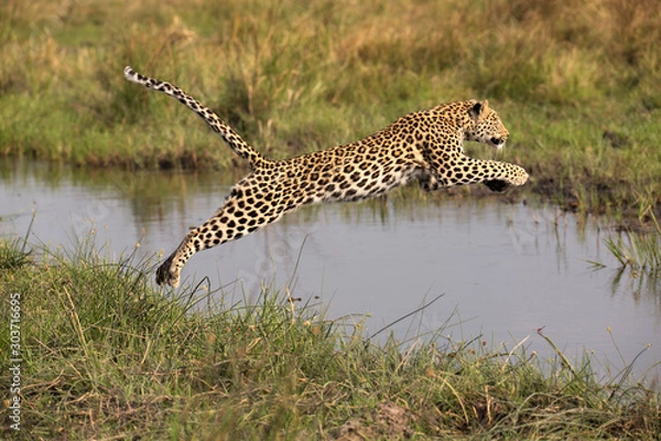 Obraz Leaping Leopard