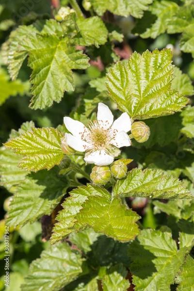 Fototapeta raspberry plant in bloom with flower, buds and leaves growing in organic garden