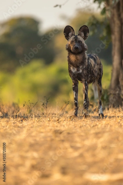 Obraz African Wild Dog