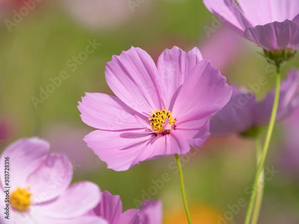 Fototapeta コスモスの花