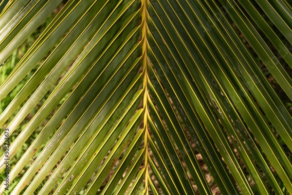 Fototapeta Palm tree leaf texture with dappled shadows