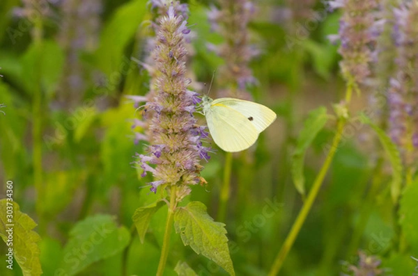Obraz white butterfly on the violet flowers