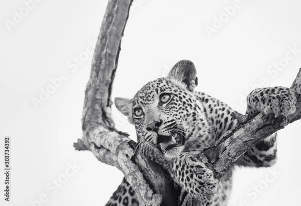 Obraz Lepopard cub