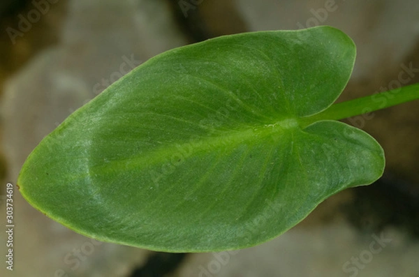Obraz green big leaf 