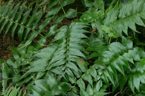 Obraz green bracken in the garden