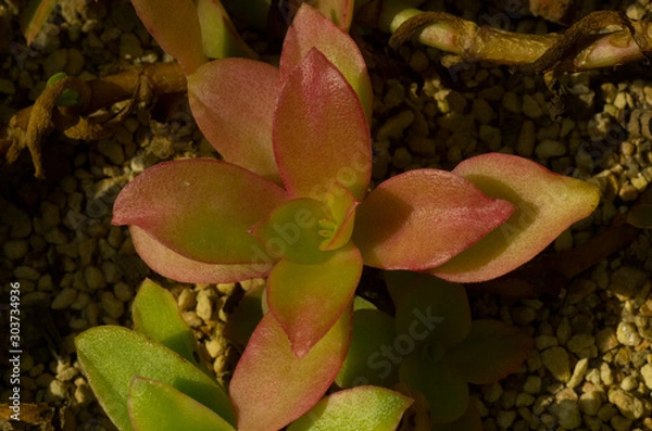 Obraz red green leaves of succulent plant
