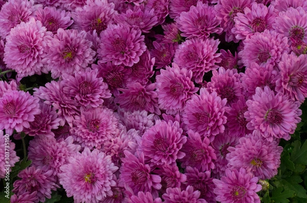 Obraz pink daisy, Chrysanthemum in autumn