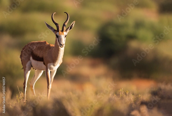 Obraz Springbok