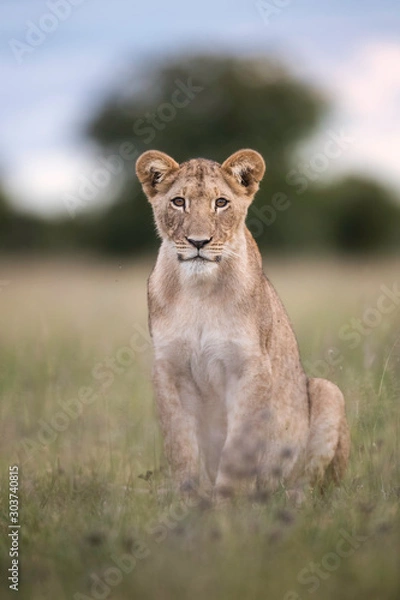 Obraz Lion Cub