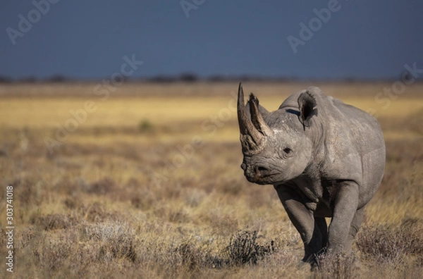 Obraz Black Rhino
