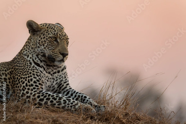 Obraz sunset Leopard