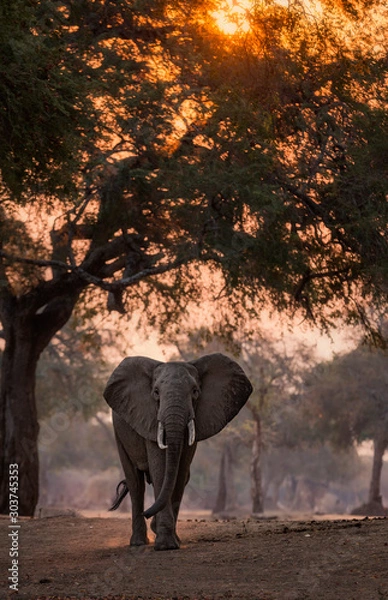 Obraz elephant at sunset
