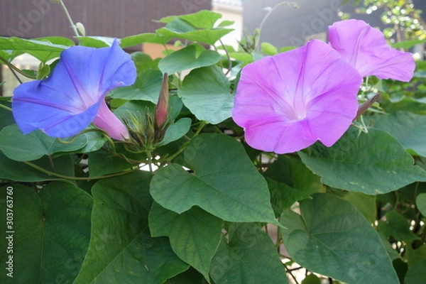 Obraz 屋外に咲いたピンクと青の朝顔の花
