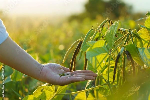 Fototapeta Mung bean on hands green pods (Vigna radiata) and mung bean leaves on the mung bean stalk