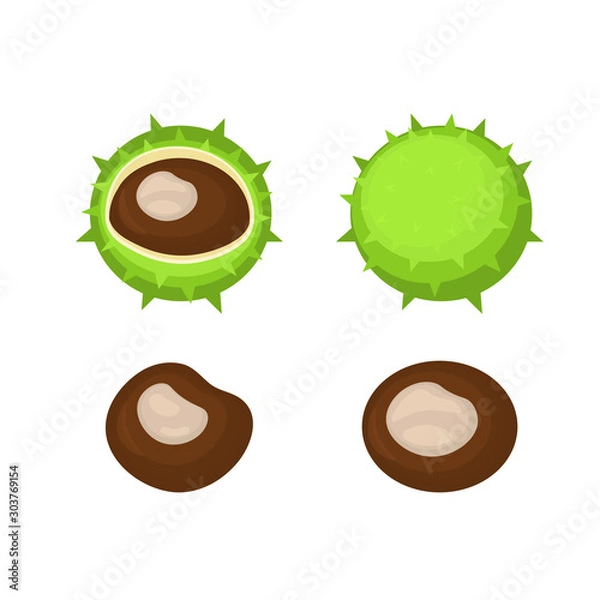 Obraz Horse chestnuts peeled and whole with green rind isolated on white. Vector