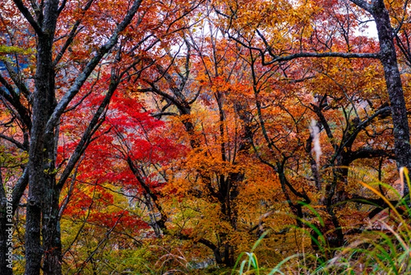 Obraz マゼノ渓谷の紅葉