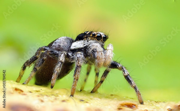 Fototapeta Salticus scenicus