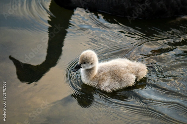 Obraz Black Swan Cygnet