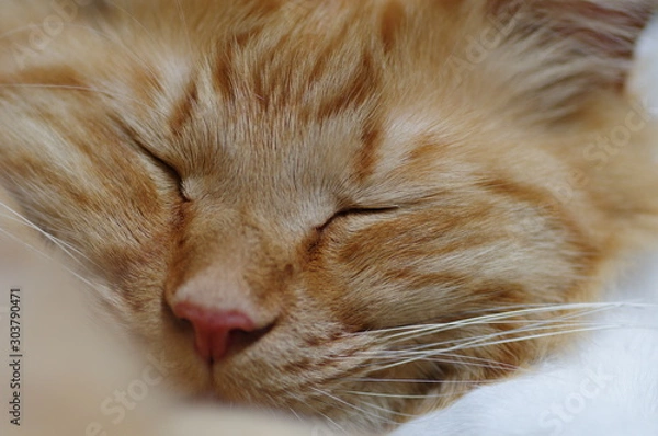 Fototapeta 眠る猫