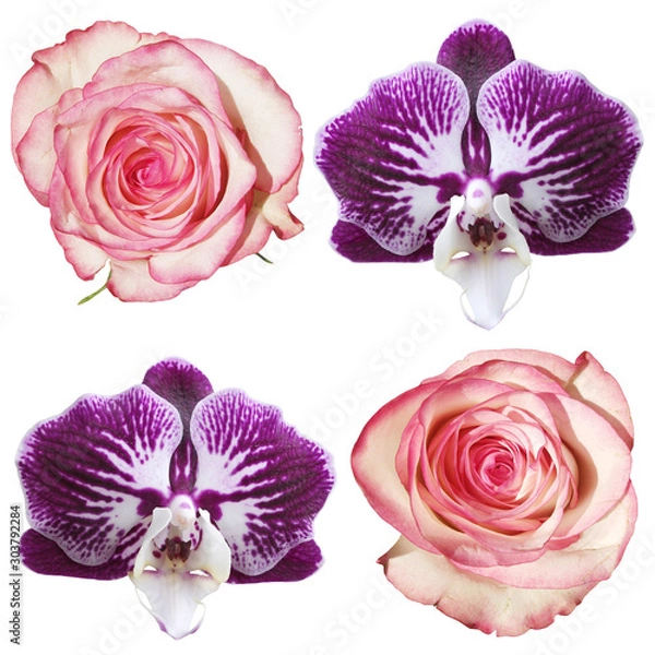 Fototapeta Set of orchids and roses isolated on white background