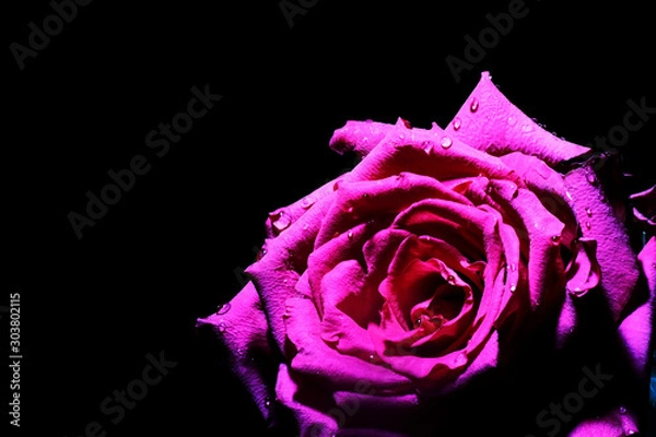 Obraz Red rose closeup on black background wallpaper
