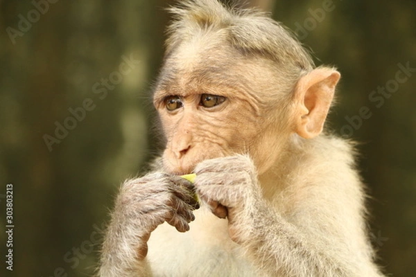 Obraz Monkeys in India