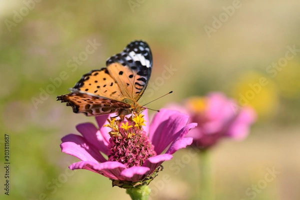 Fototapeta 蝶と花