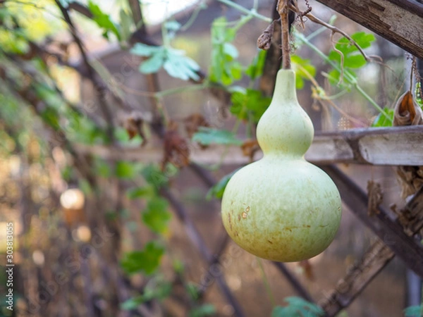 Fototapeta pears on tree