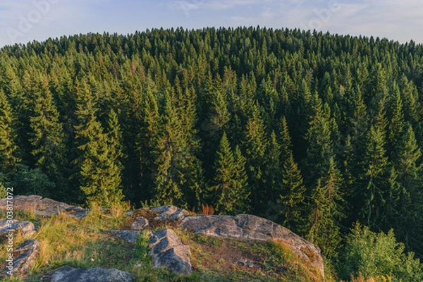 Obraz View of the green Christmas trees from Mount Paaso. Karelia. Forest landscape.