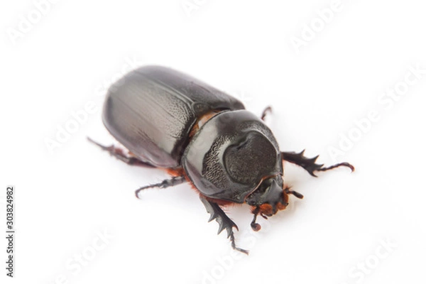 Fototapeta Female stag beetle macro