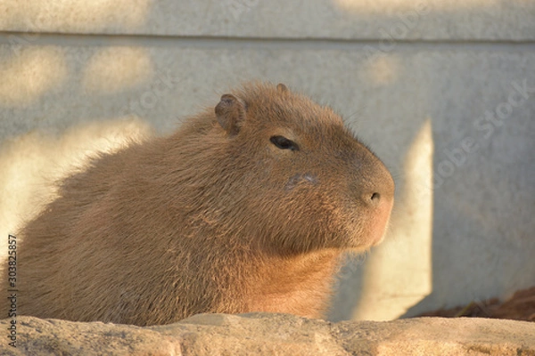 Fototapeta 旭山動物園　カピバラ