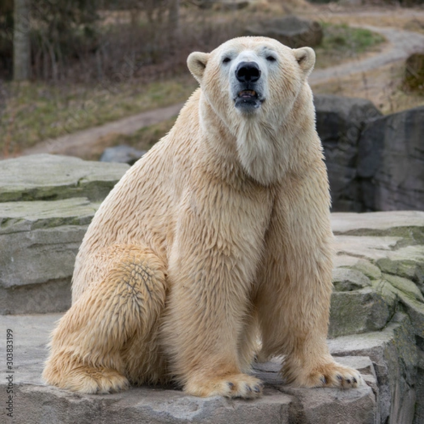 Obraz big polar bear looking into the face of the photographer