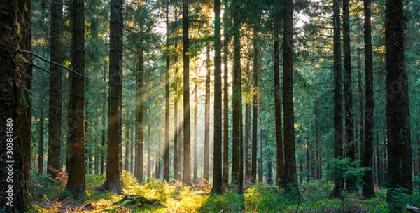 Fototapeta Silent Forest wiosną z pięknymi jasnymi promieniami słońca