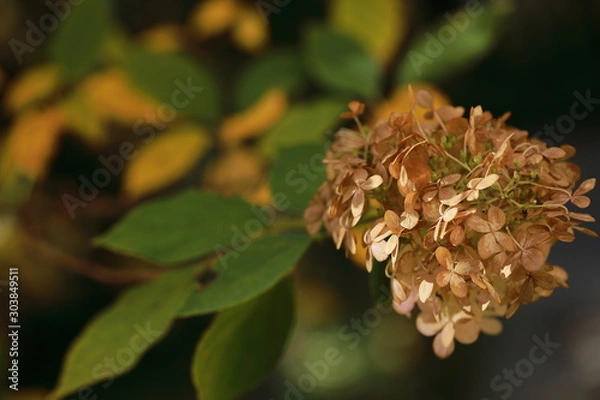 Obraz 枯れた紫陽花