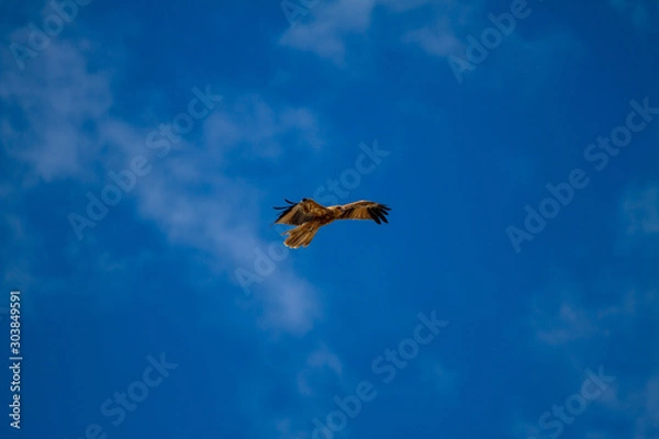 Obraz  eagles flying the australian outback