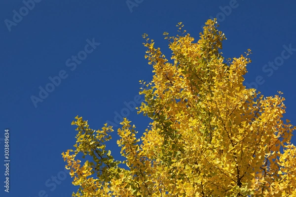 Obraz イチョウの木