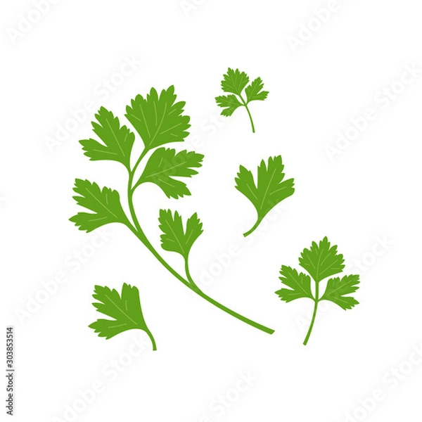 Fototapeta Vector illustration of green parsley leaves isolated on white background 