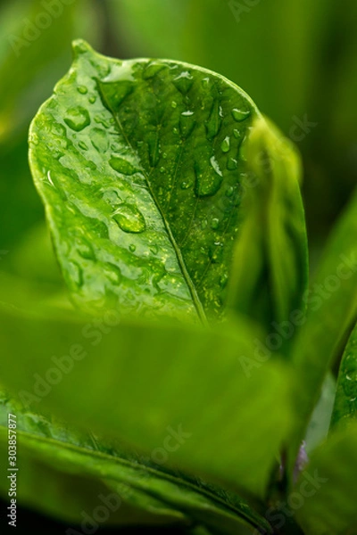 Obraz green leaf with water drops