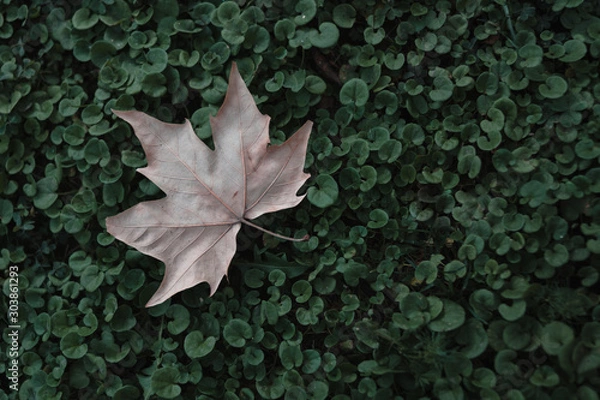 Obraz hoja de otoño