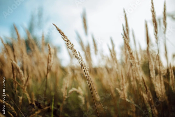 Fototapeta grass on field