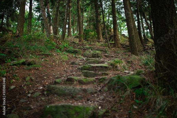 Fototapeta path in the forest