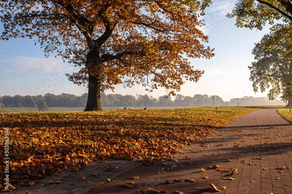 Obraz autumn in the park