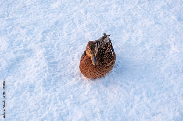 Obraz duck in snow