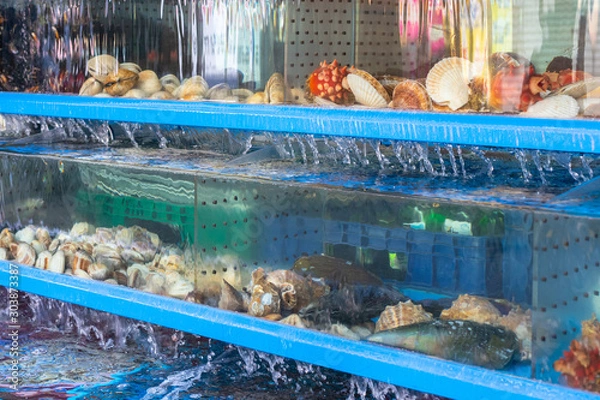 Obraz Seafood aquarium in a restaurant for sale. Fresh clams in a seafood restaurant. Shellfishes of different breeds and sizes from the sea.