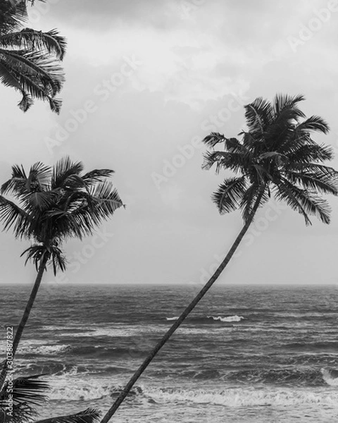 Fototapeta Goan seashore featuring palm trees and sea in Black and white