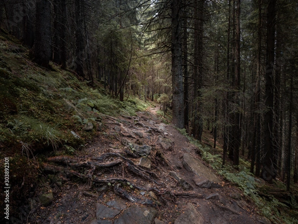 Fototapeta View of path of stone and roots in the forest
